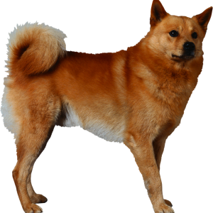 Dog PNG
