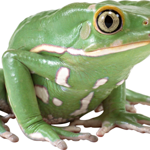 green frog PNG image