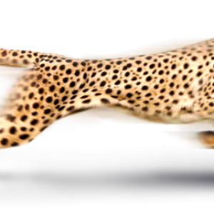 Cheetah PNG