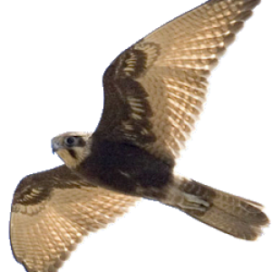 Falcon PNG