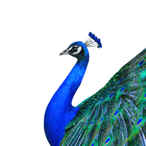 Peacock PNG