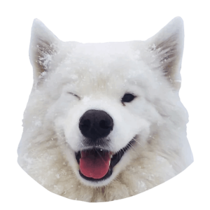 Samoyed PNG