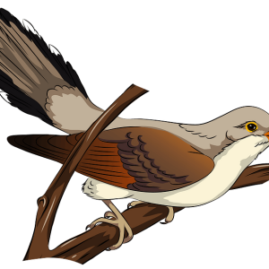 Cuckoo PNG