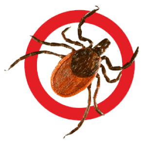 Tick insect PNG
