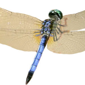 Dragonfly PNG