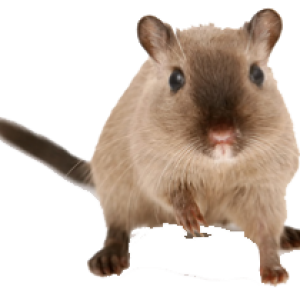 mouse, rat PNG image