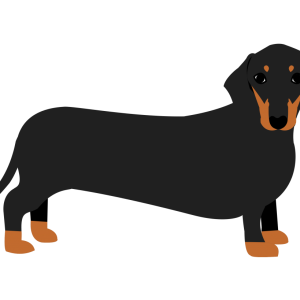 Dachshund PNG
