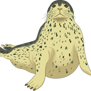 Harbor seal PNG