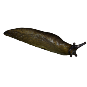 Slug PNG
