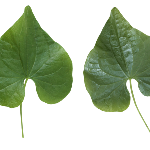 Green leaf PNG