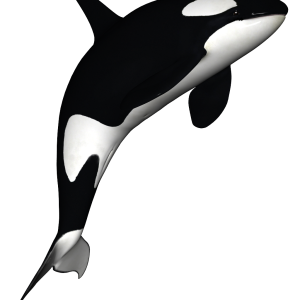 Killer whale PNG