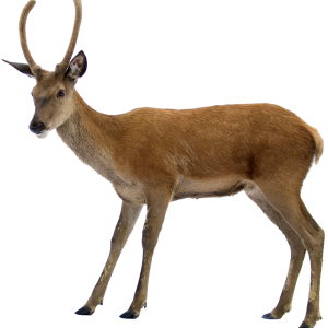 Deer PNG image