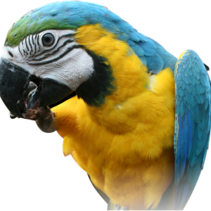 Parrot PNG images, free download