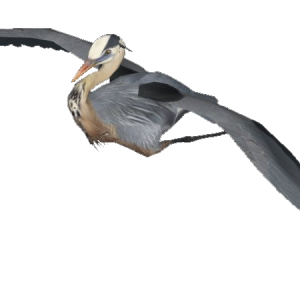 Heron PNG