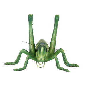 Grasshopper PNG