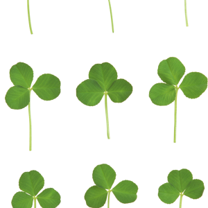Clover PNG image