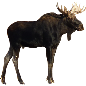 Moose, elk PNG