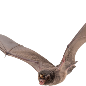Bat PNG