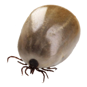 Tick insect PNG