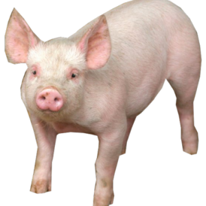 pig PNG image