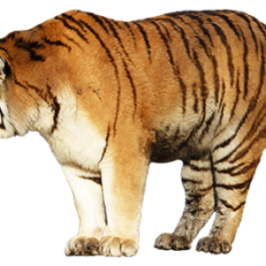 Tiger PNG