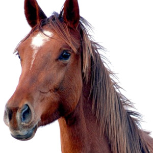 Horse png image