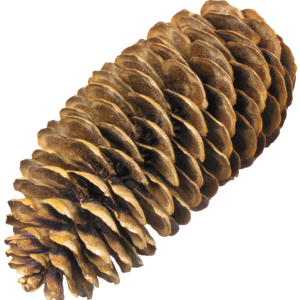 Pine cone PNG