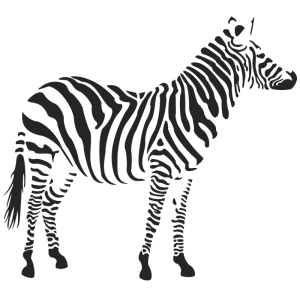 Zebra PNG image