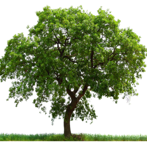 tree png image, free download, picture