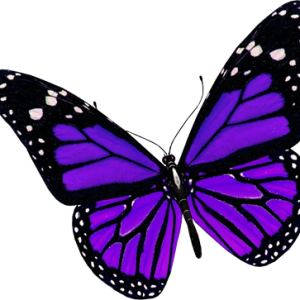 Purple butterfly PNG image