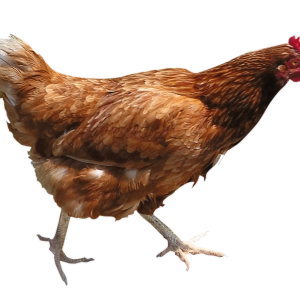 Chicken PNG image