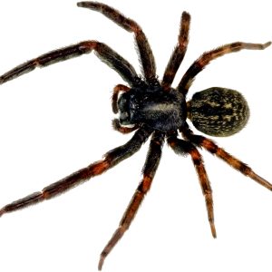 Spider PNG image