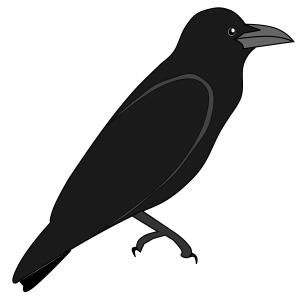 Raven PNG