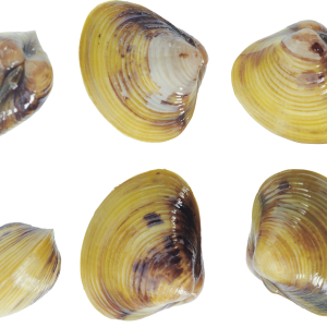 Mussel PNG