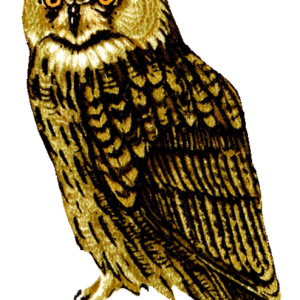 Owl PNG