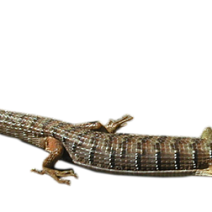 Lizard PNG