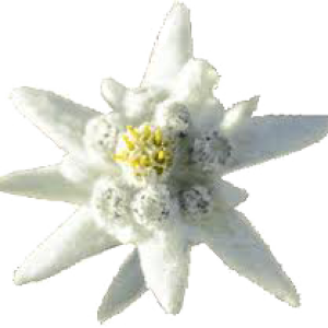 Edelweiss PNG