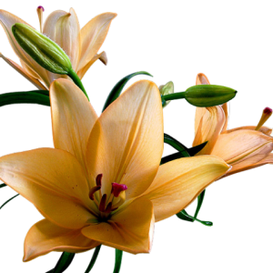 Lilium PNG