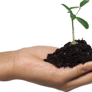 sprout in hand PNG