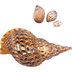 Seashell PNG