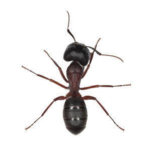 ant PNG