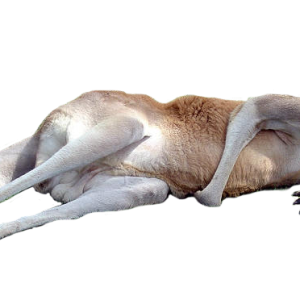 Kangaroo PNG