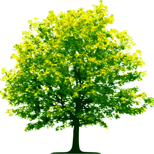 tree png image, free download, picture