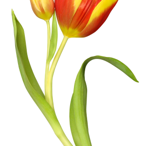 Tulip PNG image