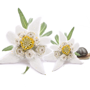 Edelweiss PNG