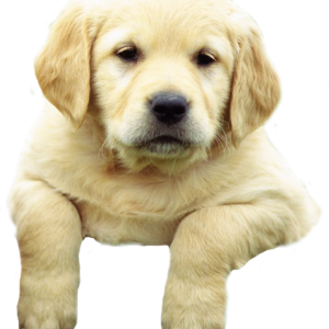 Labrador Retriever PNG