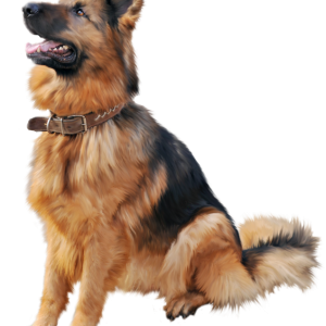 German Shepherd PNG