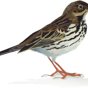 Sparrow PNG