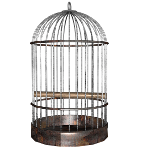 Cage bird PNG