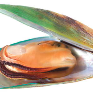 Mussel PNG